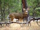 Front yard mule deer buck