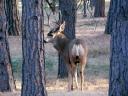 Colorado mule deer in yard