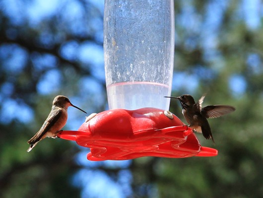 Colorado Hummingbirds (2012)